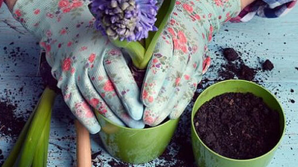 Woman potting a plant